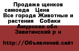 Продажа щенков самоеда › Цена ­ 40 000 - Все города Животные и растения » Собаки   . Амурская обл.,Завитинский р-н